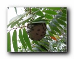 2008-01-09 Chapada (45) wasps